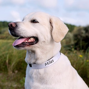smartphoto, Hundehalsband L personalisiert, Hundehalsband L personalisiert