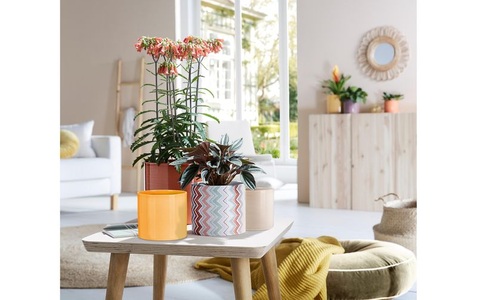 undefined, Übertopf Sesame, Scheurich Blumentopf »Sesam 23 cm, Créme«