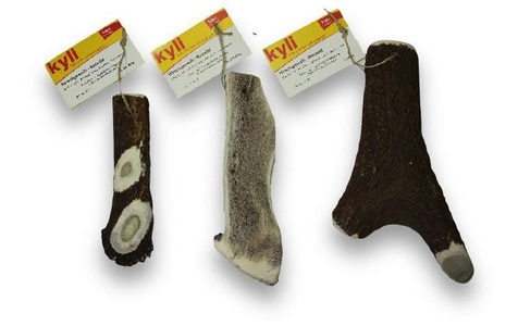 kyli, Hirschgeweih Rotwild ca.201-250g, kyli Hirschgeweih Rotwild ca.201-250g