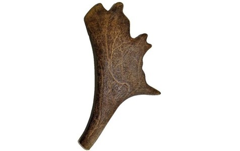 kyli, Hirschgeweih Dammwild ca.161-200g, kyli Hirschgeweih Dammwild ca.161-200g