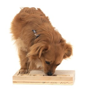 Hundespiele.ch, Hundespiele.ch, Hundespiele.ch Strategie-Spiel Schiebeklotz mittelschwer