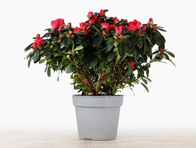 Blumenpost, Azalee, 1 Topf, 