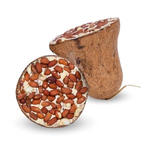 Lyra Pet, Lyra Pet Futterglocke mit Erdnüssen 8er Vogelfutter, Lyra Pet Futterglocke mit Erdnüssen 8er Vogelfutter