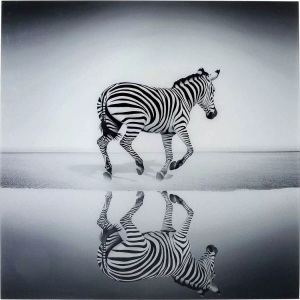 Kare Design, Bild Glas Savanne Zebra 120x120cm, KARE Design - Bild Glas Savanne Zebra 120x120cm, One Size, Multicolor