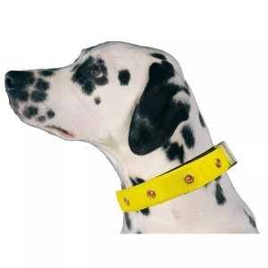 swisspet, swisspet LED Leuchthalsband gelb, Gr. S, SwissPet - LED Lichthalsband für Hund, S, Gelb Bedruckt