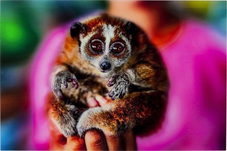 Kare Design, Bild Glas Slow Loris 80x120cm, Bild Glas Slow Loris 80x120cm