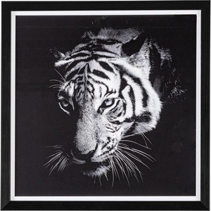 mutoni lifestyle, Bild Evidence Tiger 43x43, Bild Evidence Tiger 43x43