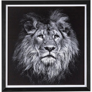 mutoni lifestyle, Bild Evidence Lion 42x43, Bild Evidence Lion 42x43