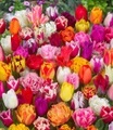undefined, 120 Tulpenzwiebeln ´Festival Mix´ (120 Zwiebeln)
