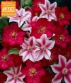 undefined, Clematis ´Nelly Moser´ & ´Ville de Lyon´ (2 Pflanzen)