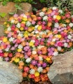 undefined, Winterharte Eisblumen ´Wheels of Wonder®´ Farbmix (5 Pflanzen)