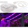 Lunartec, Lunartec 12 Meter LED-Pflanzen-Wachstums-Streifen, rot & blau, mit Netzteil