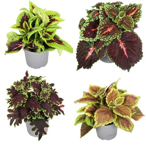 undefined, Plectranthus Mix (4er Set) Ø13 Grünpflanze, Plectranthus Mix 4 Sorten (6er Set) 13cm Grünpflanze