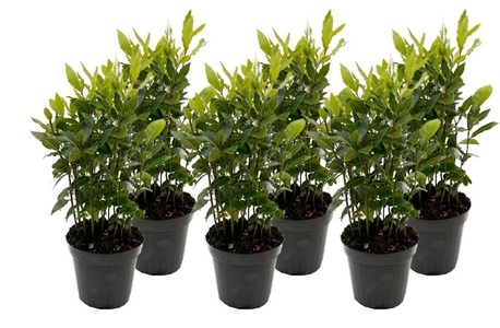 undefined, Lorbeer Laurus nobilis (6er Set) Ø14cm, Lorbeer Laurus nobilis (6er Set) Ø14cm Lorbeerbaum