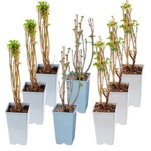 undefined, Johannisbeeren Mix Ribes (8er Set) Ø17cm Beerenobst, 
