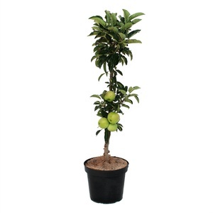 undefined, Säulenapfel Lambada 7l Obstbaum, 