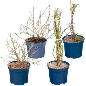 undefined, Beerenzwerg Mix (16er Set) 3l Beerenobst, 