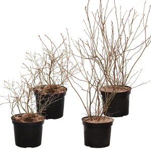 undefined, Heidelbeere Goldtraube Vaccinium (4er Set) 5l Beerenobst, 