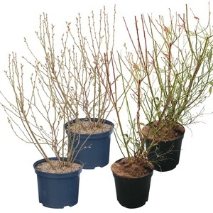 undefined, Heidelbeere Patriot Vaccinium (4er Set) 5l Beerenobst, Heidelbeere Mix (4er Set) 5l Beerenobst