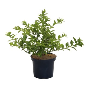 undefined, Heidelbeere Northcountry 4l Beerenobst, 