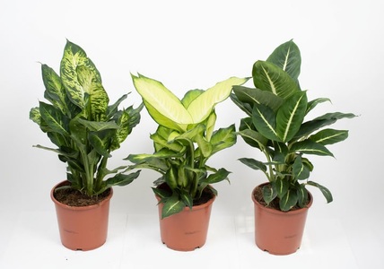 undefined, Dieffenbachia Mix (3er Set) Ø17cm Blattschmuckpflanze, 