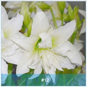 Unbranded, 2 of Amaryllis Bulbs (Barbados Lily Not Seeds) Flower Hippeastrum Bulbs #12, 