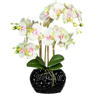 undefined, Phalaenopsis, Keramikvase schwarz, Höhe 550 mm, Blüten grüncreme, Phalaenopsis, Keramikvase schwarz, Höhe 550 mm, Blüten grüncreme