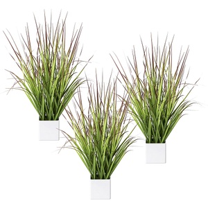 undefined, Blutgras im Topf, VE 3 Stk, Höhe 610 mm, grün-rot, Blutgras im Topf, VE 3 Stk, Höhe 610 mm, grün-rot