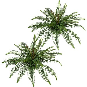 undefined, Wildfarnbusch, ohne Topf, VE 2 Stk, Höhe ca. 450 mm, Wildfarnbusch, ohne Topf, VE 2 Stk, Höhe ca. 450 mm
