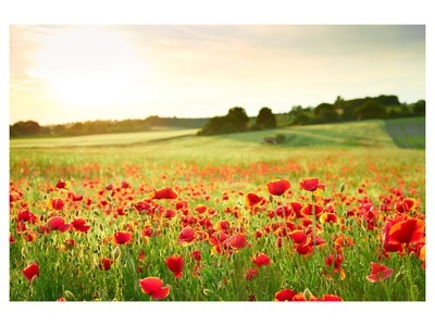 undefined, Mohnwiese 2, Mohnwiese 2