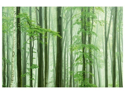 undefined, Waldstimmung, Waldstimmung