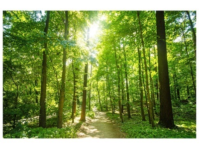 undefined, Waldweg, Waldweg