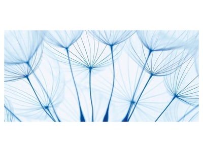 Pusteblumen in Blau