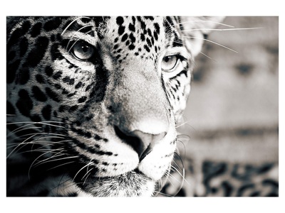 undefined, Leopard, Leopard