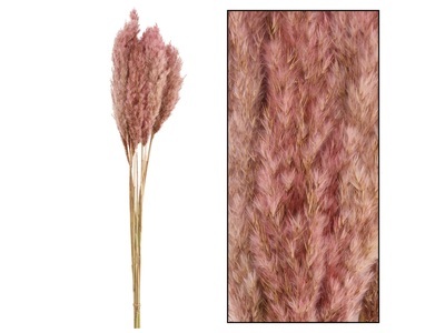 undefined, Schilfrohr Pink T: 70 cm, Schilfrohr Pink T: 70 cm