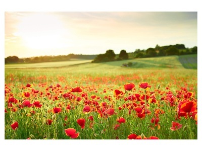 undefined, Mohnwiese 2, Mohnwiese 2