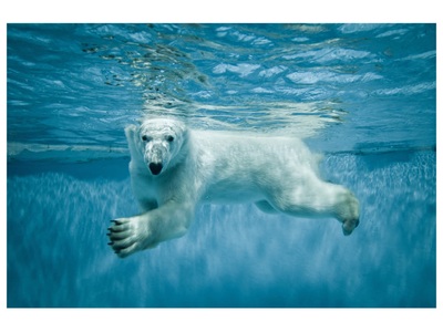 undefined, Eisbär, Eisbär
