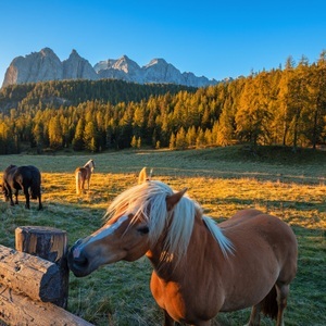 SMARTBOX, Natururlaub: 2 Übernachtungen Mit Frühstück Und Reitausflug - Geschenkbox Unisex, Natururlaub: 2 Übernachtungen mit Frühstück und Reitausflug