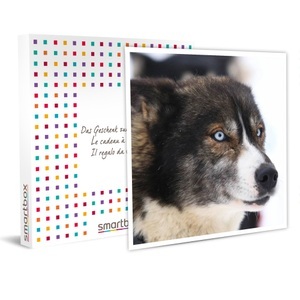 SMARTBOX, Scooter-spass: Eine (1 Std. 30 Min.) Session Mit Einem Schlittenhund - Geschenkbox Unisex, Scooter-Spass: eine (1 Std. 30 Min.) Session mit einem Schlittenhund