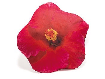 undefined, Dekokissen Hibiskus, pink, Dekokissen Hibiskus, pink