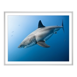 myposter, Poster im Alubilderrahmen eckig in silber DIN Format im Format 59,4 x 42 cm, 