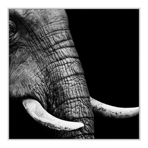 myposter, Bilder auf Forex im Artbox in weiß im Format 50 x 40 cm, 