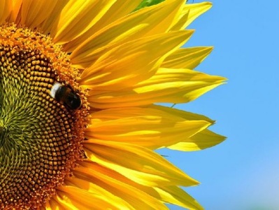 Lais Systeme, Hummel auf Sonnenblume - 500 Teile (Puzzle), 