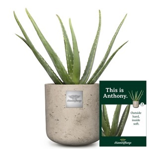 Fleurop.ch, Das ist Anthony (Aloe vera), 