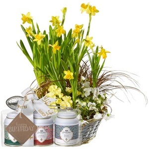 Fleurop.ch, Sonniges Frühlingsgärtchen (gepflanzt) mit Gottlieber Tee Geschenk-Set und «Happy Birthday»-Anhänger, 