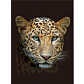 undefined, Wohndecke Leopard
