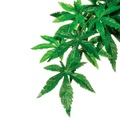 Exo Terra Jungle Plant Abuliton, klein