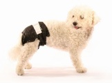 swisspet, Einwegwindeln Doggy Pamys Gr. XS,