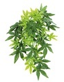 Amazonas, Amazonas Repti Fantasy Plant T 007 40cm