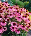 undefined, Echinacea purpurea